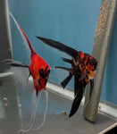 Orange Marble x Koi Angelfish Breeding pair #3178