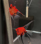 Koi Angelfish Breeding pair #3183