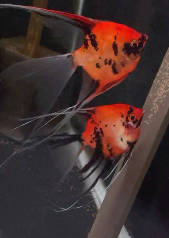 Koi Angelfish Breeding pair #3184