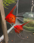 Koi Angelfish Breeding pair #3196