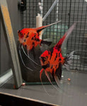 Koi Angelfish Breeding pair #3200