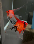 Koi Angelfish Breeding pair #3205