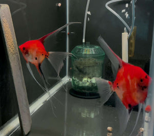 Koi Angelfish Breeding pair #3211