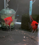 Koi Angelfish Breeding pair #3215