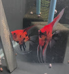 Koi Angelfish Breeding pair #3219