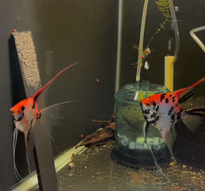 Breeding Pair - Koi Angelfish  #3220