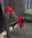 Breeding Pair - Koi Angelfish  #3235