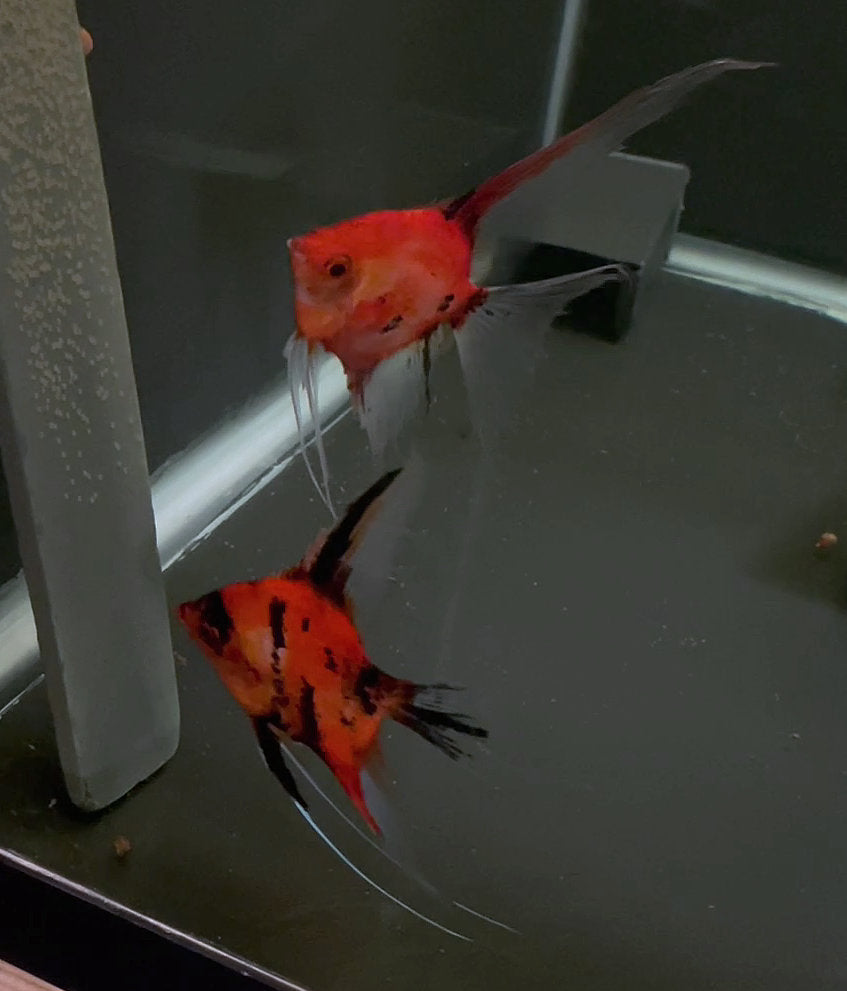 Koi Angelfish Breeding pair #3239