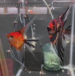 Orange Marble x Koi Angelfish Breeding pair #3248