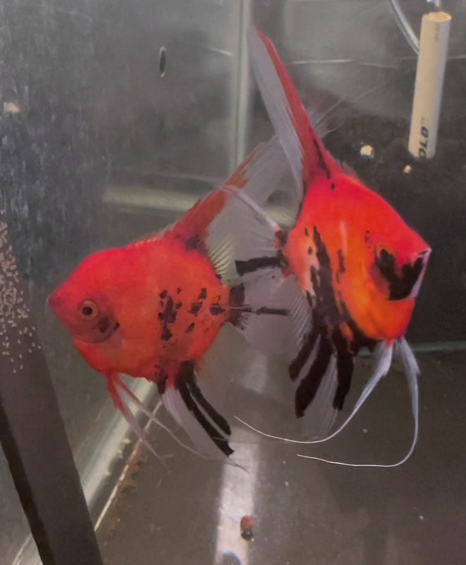 Koi Angelfish Breeding pair #3249