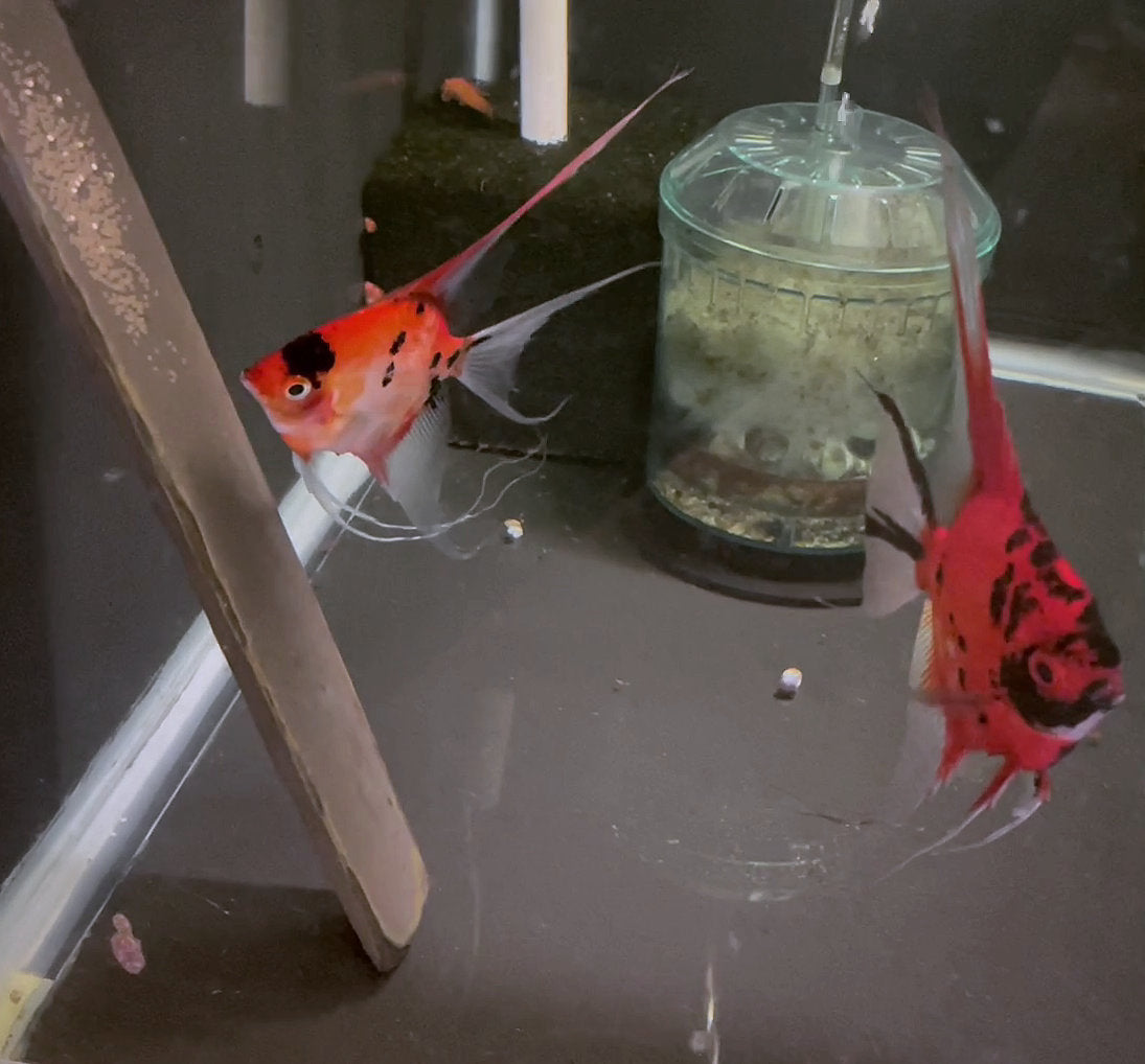 Koi Angelfish Breeding pair #3252