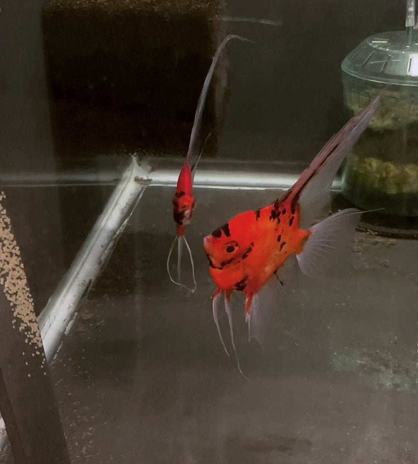 Breeding Pair - Koi Angelfish  #3253