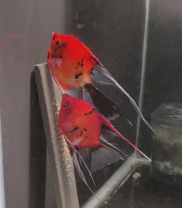 Koi Angelfish Breeding Pair #3257