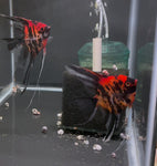 Orange Marble Angelfish Breeding pair #3267
