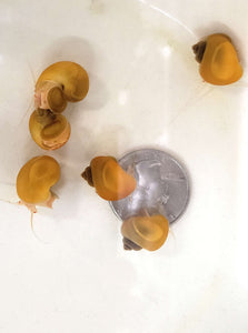Gold Mystery Snail Group
