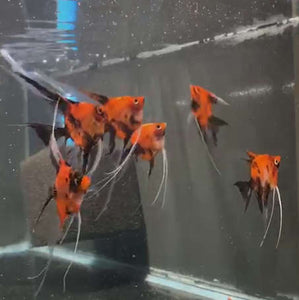 Grade AA Select Koi Angelfish